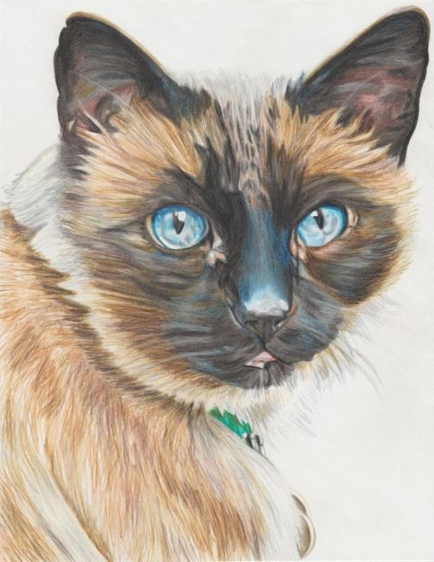 kattritningsmodell med blyerts och i färger, idé att göra en realistisk teckning av en katt med blå ögon