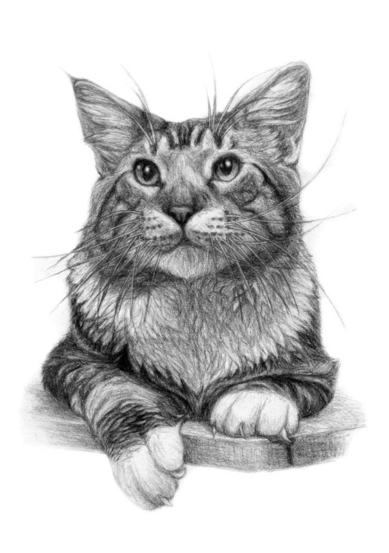 lära dig att rita en svart kattritning, exempel på en realistisk pennritning av en sittande katt med långa morrhår