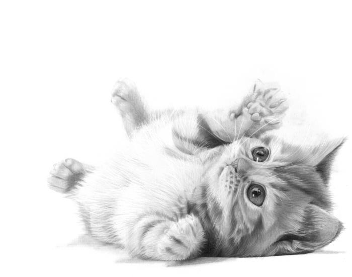 lätt söt kattritningsidé med blyertspenna, exempel på söt husdjursteckning i vitt och svart