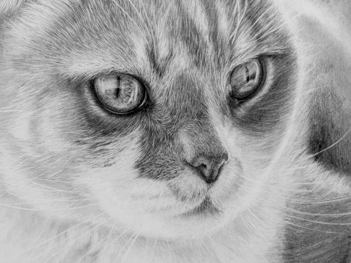 realistisk penna ritning av katt exempel, hur man gör realistiska vit och svart husdjur ritning