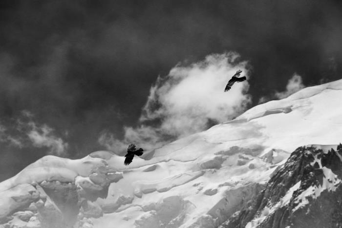 gulligt svartvitt fotografi av två fåglar som flyger ovanför det snöiga berget, under den grå himlen