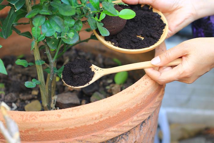 två händer som häller kaffe i en blomkruka som planterar som kaffegryn