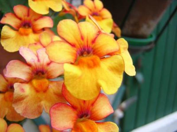 diascia-hängande-blommor-storlek