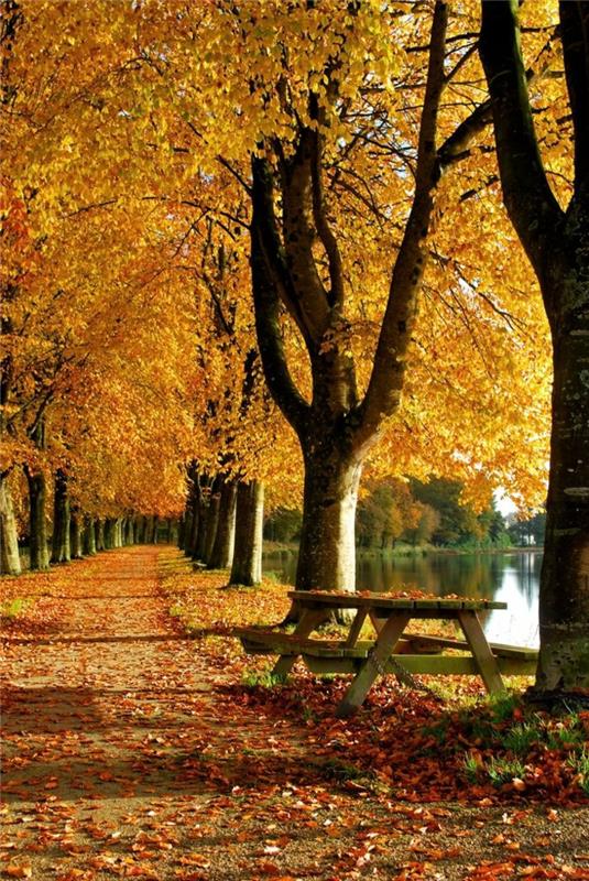 jeseň-foto-obraz-jeseň-krajina-krásna-príroda-žltá-lavička v parku