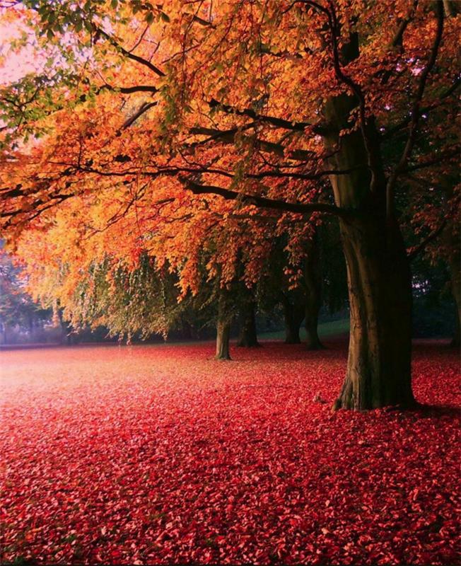 na jeseň-foto-obraz-jeseň-krajina-krásna-príroda-červená-zem