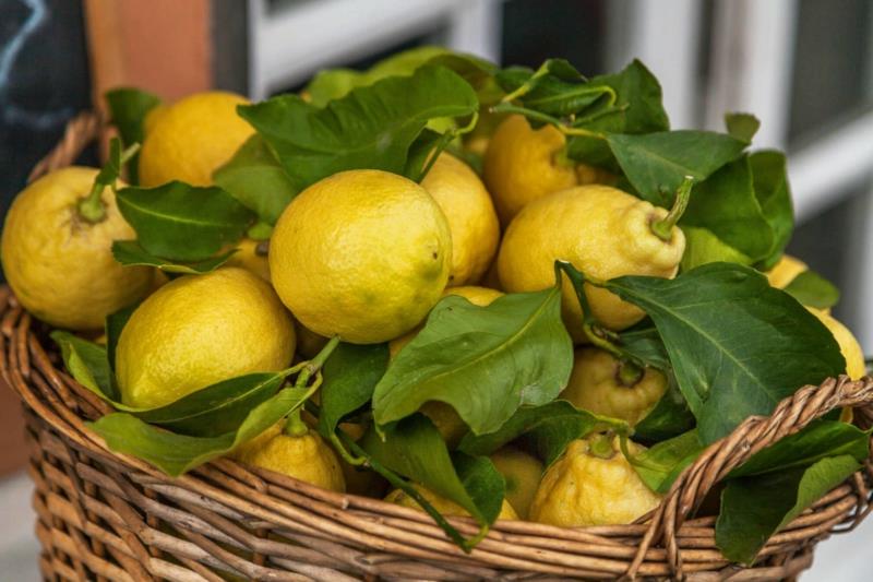citronvård av citroner i en korg