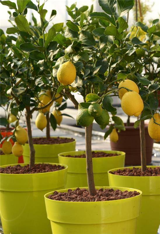 Underhåll citronträd i en kruka ett citronträd i en plastkruka