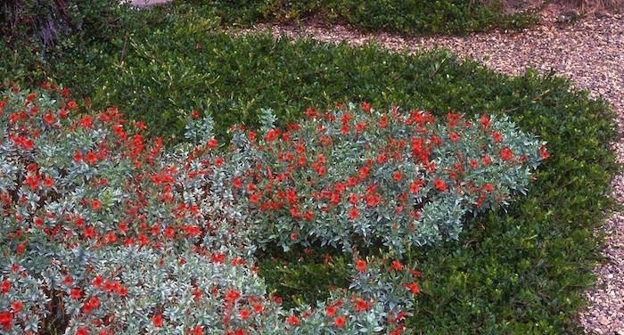 غطاء أرضي epilobium غطاء أرضي زاحف حي