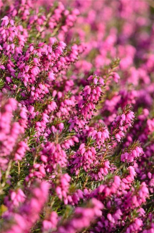 erica ljungväxt vinter floraiso, resistenta blommor