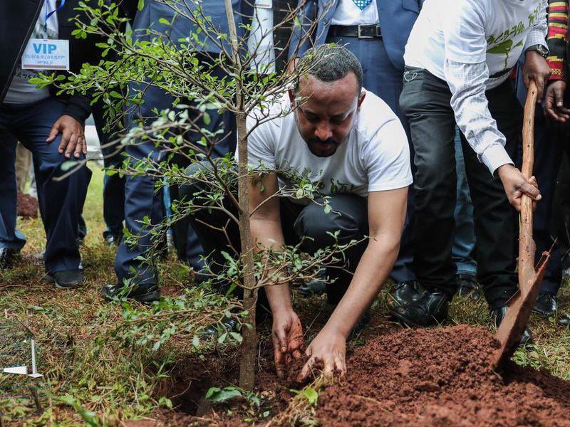 Etiopien planterade precis 353 miljoner träd på 12 timmar, ett världsrekord