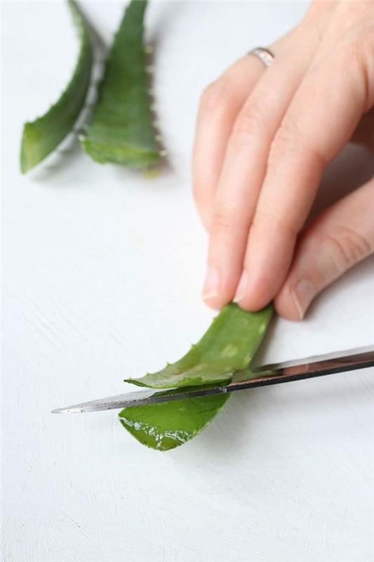 príklad, ako extrahovať aloe vera gél domáca aloe listová zelená rastlina prospešné pre zdravie