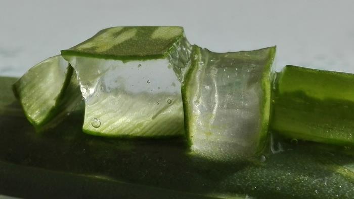 domáci aloe vera gél extrakcia lekárska rastlina zelená koža aloe gél viacnásobné použitie