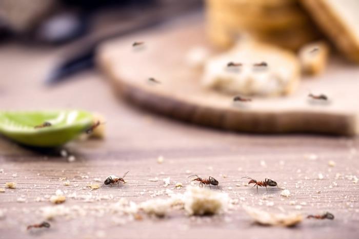 تخويف النمل الغذاء المنزلية الممتلكات الطبيعية طارد الحشرات قشر الليمون