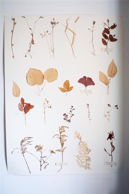 hur man gör ett herbarium, DIY på naturtema för att göra ett vintageherbarium inspirerat av botaniska och florastudier