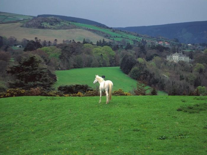 fantastisk-idé-att-besöka-irland-i-en-häst-dragna-vagn