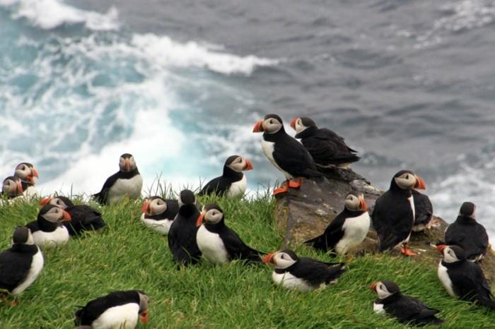 faroe-lunnefåglar-100-saker-att-göra-innan-du-dör