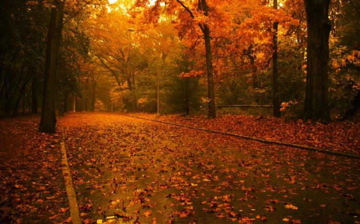 jesenné lístie-nádherná-krajinomaľba-fantastická-fotka