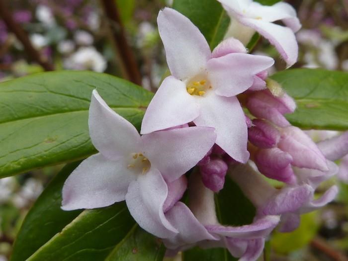 vinter-höst-blomma-balkong-växt-daphnes-daphne-mezereum