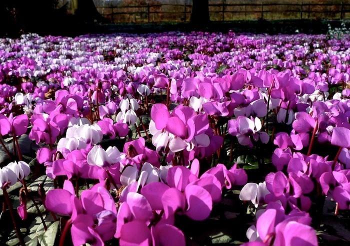 vinterresistent-cyklamen-blomma-perenn-trädgård