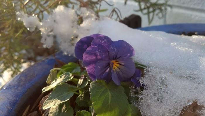 zimný kvet-viola-violaceae-fialovo-maceška