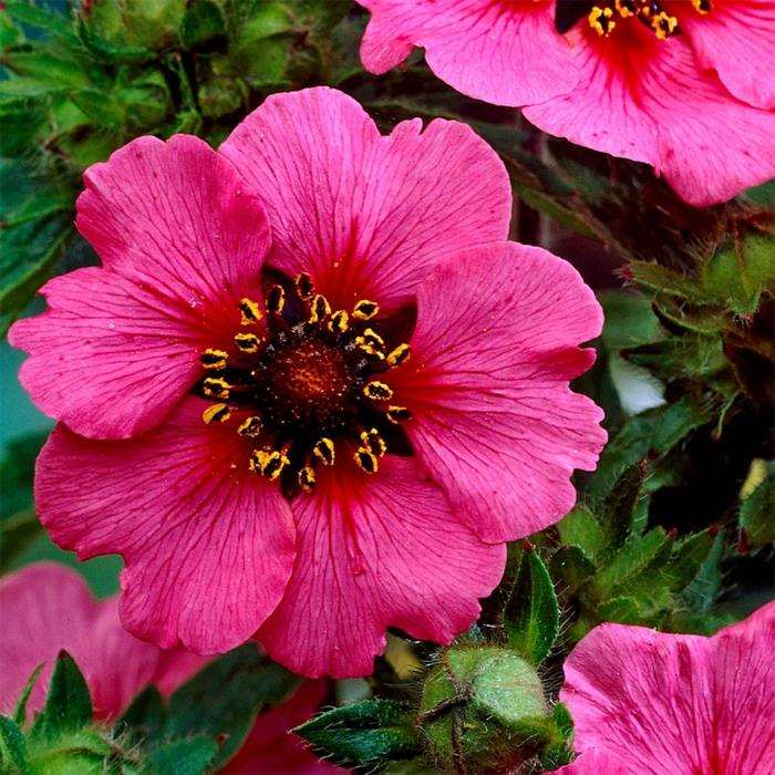 potentilla nepalensis, ker ružový kvet, okrúhly kvet s piatimi okvetnými lístkami, štedrý kvet
