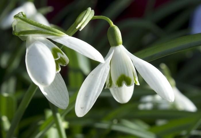 zimné kvety-galanthus-nivalis-kvet