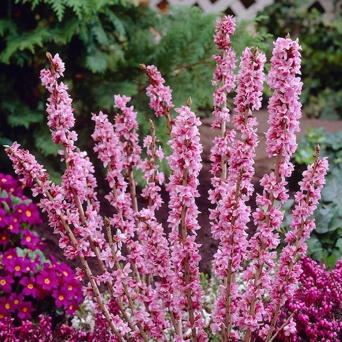 dahpnes-blommor-daphne-mezereum-växter-vinter
