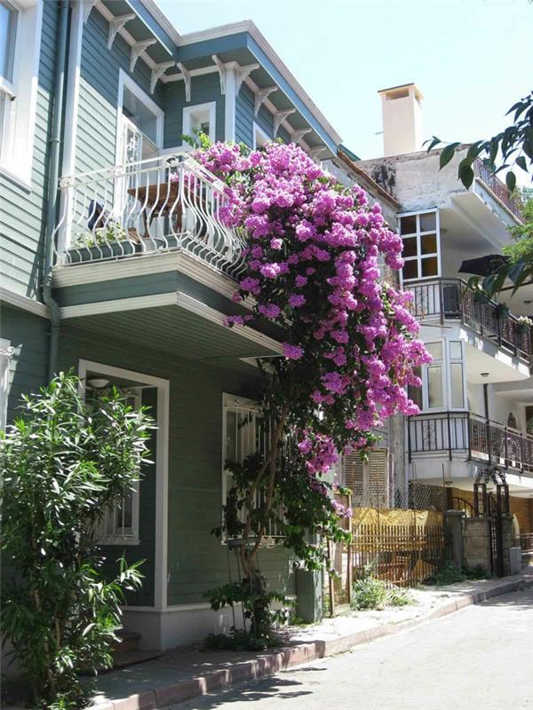 fialove-balkonove-kvety-na-ozdobu-terasy-purpurove-kvety-na-pekny balkon