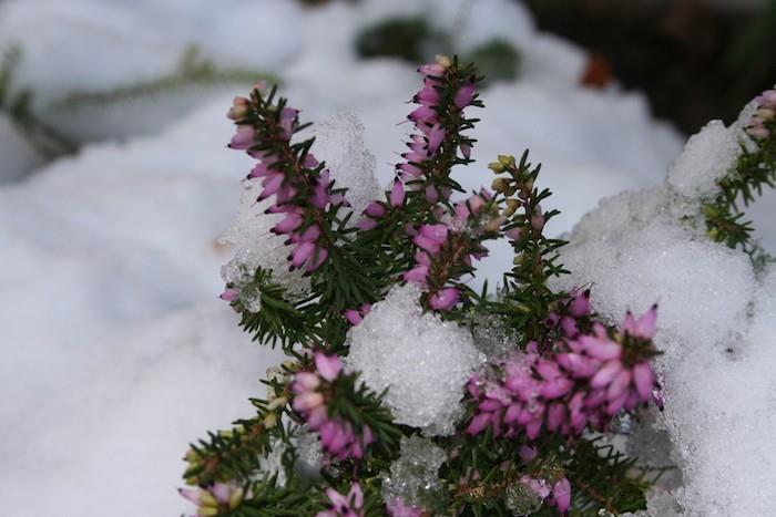 blommor-kall-snö-vinter-erica-ljung