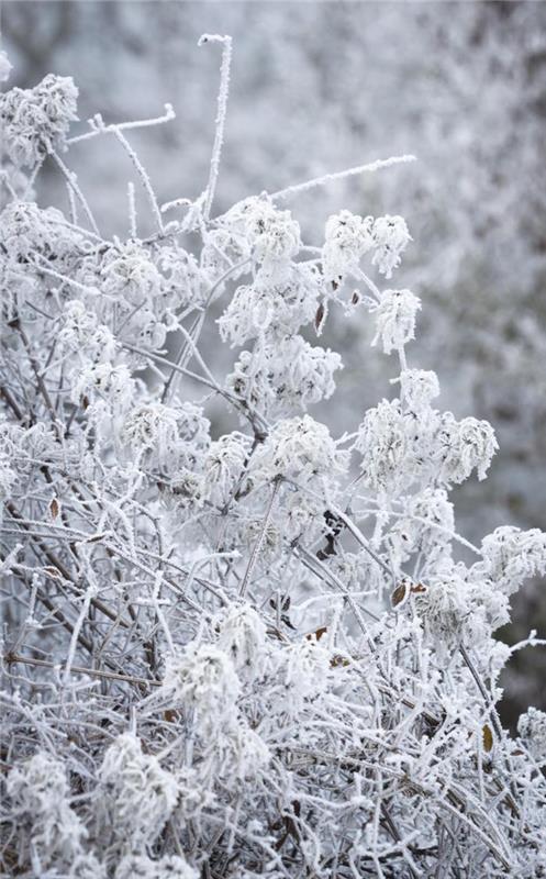 vinter-blommor-under-snön-klematis-armandii