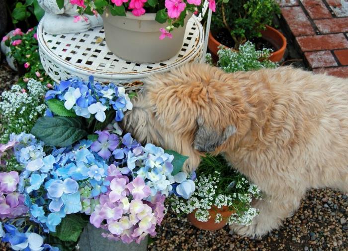 vit pall, beus och lila hortenzias, beige hund, färgglad och fräsch trädgårdsdekoration