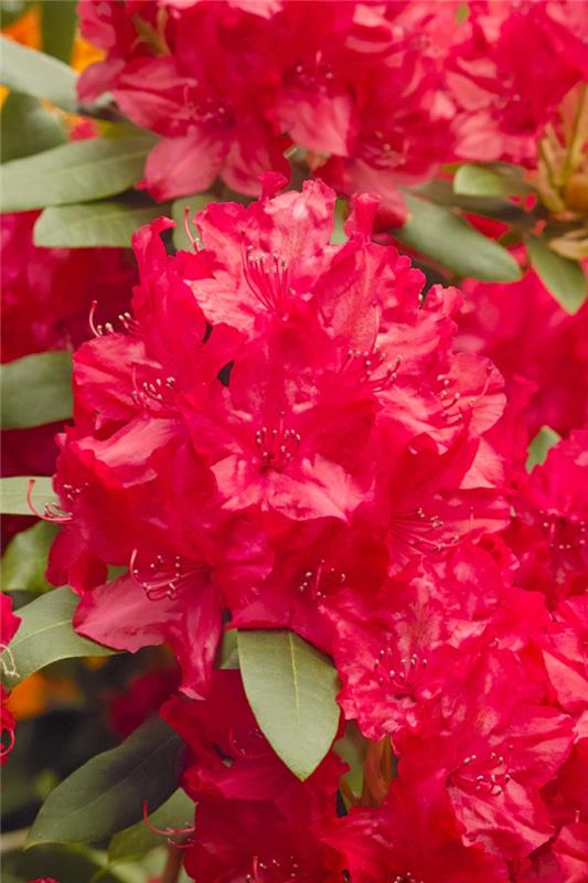 azalek, červený kvitnúci ker, rastlina, ktorá kvitne v trsoch malých zvončekov