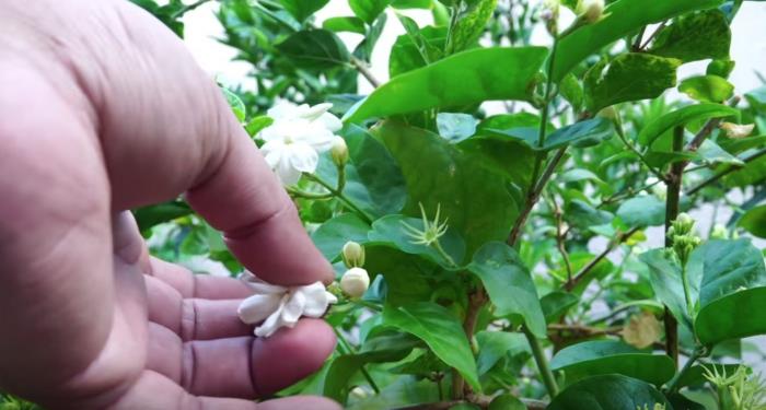 blommande jasmin frukterna av klättrande jasmin som är folliklar