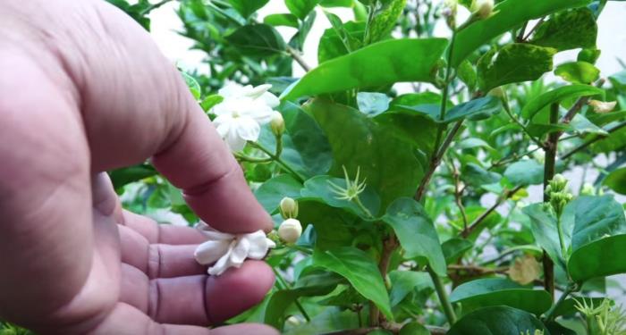blommande jasmin frukterna av klättrande jasmin som är folliklar