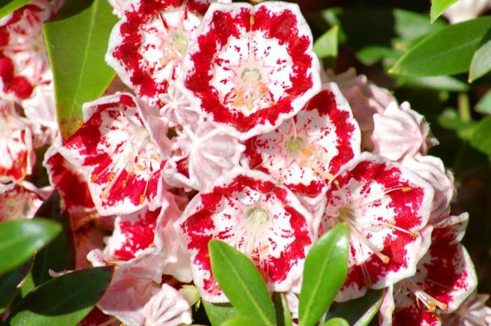 živý živý plot, červeno -biely pestrofarebný kvitnúci ker, strapec čerstvých kvetov do záhrady
