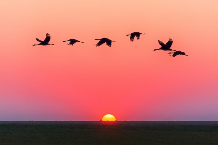 storkar som flyger över en slätt, himmel i rosa och lila, solnedgång, magisk atmosfär, landskapstapeter