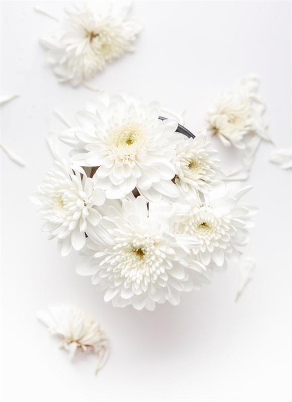 صورة حلوة مع زهور بيضاء ، خلفية جميلة للهاتف المحمول ، فكرة خلفية لفصل الربيع