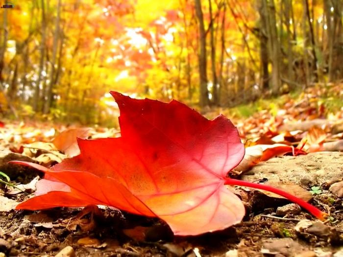 gratis skrivbordsunderlägg höst, ett nedfallet blad i skogen, originalkomposition