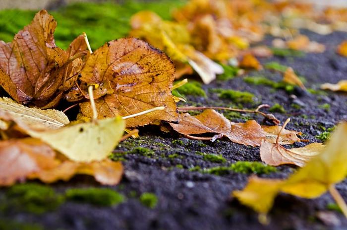 gratis dator tapet, våt jord under hösten och gula blad