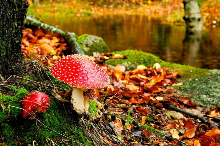 höst tapeter, röd svamp i en lugn skog med flod