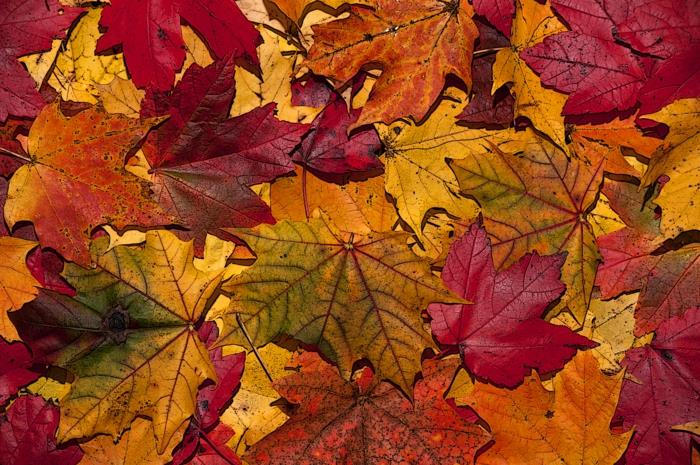 höst tapeter, en matta av fallna löv, vacker bild av