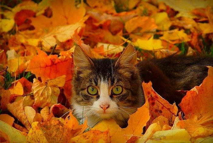خلفية الخريف ، القط باللون الرمادي والأبيض ، جمال الطبيعة خلال المواسم المختلفة