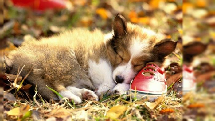 خلفية الخريف ، كلب صغير ينام على حذاء بين الأوراق