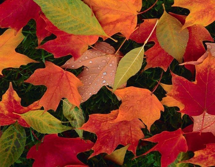 höst tapeter, färgglada löv på den gröna gräsmattan, vacker bild