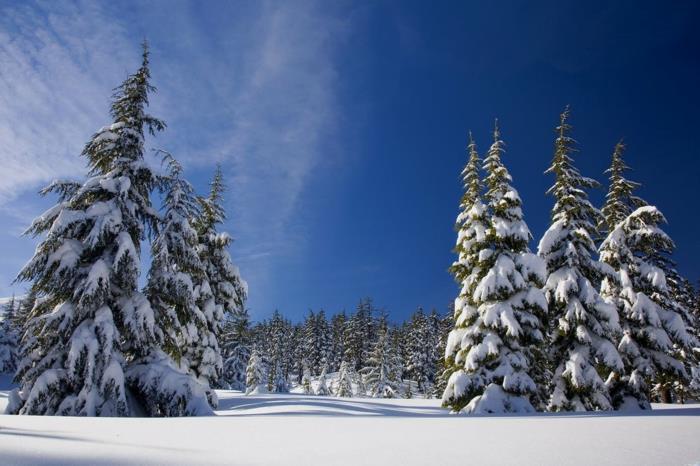 snötäckta granar, blå himmel, genomskinliga moln, soligt berg, sval atmosfär, toppar av granar mot himlen