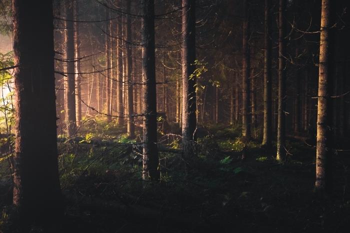 úsvitová fotka v lese, krásna tmavá tapeta, ktorá ukazuje prírodu v zelenom trávnatom lese