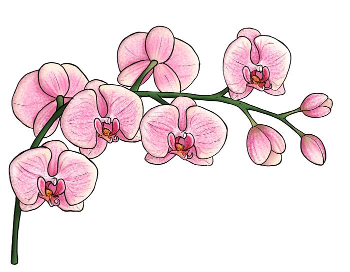 Vetva orchidey, kresba čiernobieleho kvetu sa dá ľahko reprodukovať po krokoch