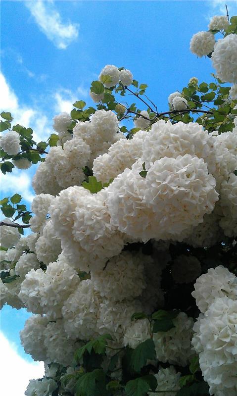 kvety hortenzie v bielom, peknom kríku s bohatým kvitnutím, kvety pre živý plot