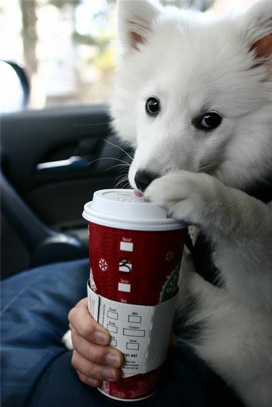 starbuck-coffee-to-go-dog-in-car-tumbler