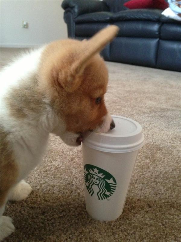 starbuck-coffee-to-go-cup-for-the-dog-corgie
